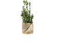 Laurierplant in een jute pot