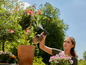 Een vrouw besproeit fuchsia's met een plantenspuit.