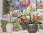 Een persoon besproeit orchideeën met een Gardena spuitfles.