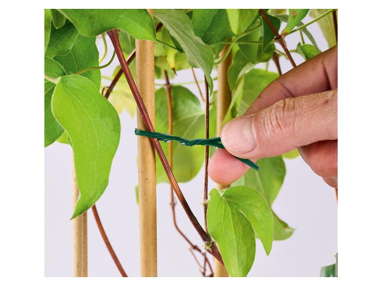 Hand bevestigt groene draad aan een klimplant op een bamboestok.