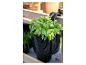 Verse basilicum in een zwarte hangende plantenbak aan een houten reling, met andere planten op de achtergrond.
