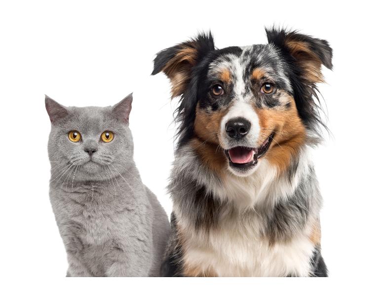 Een grijze Britse korthaar kat en een Australische herder hond.