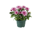Roze chrysanten in een groene pot