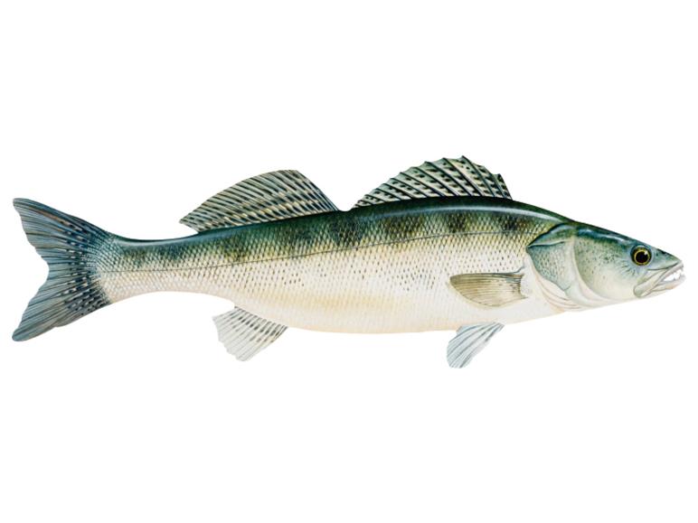 Illustratie van een snoekbaars.