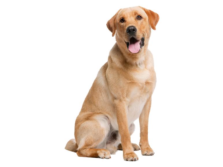 Een gouden labrador zit op een witte achtergrond.