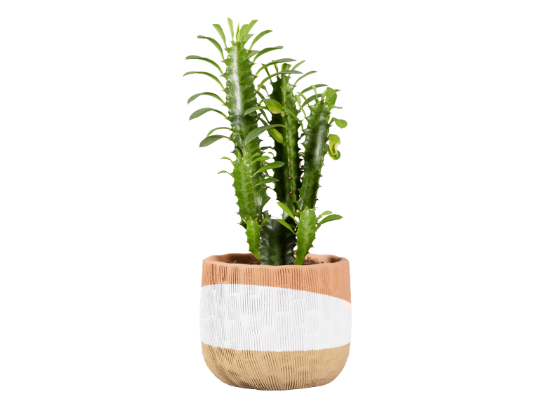 Groene cactusplant in een terracotta pot met wit en bruin geschilderde strepen.