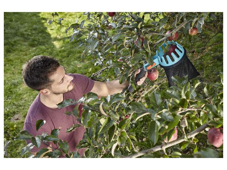 Appels plukken met een appelplukker.