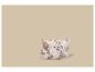 Twee decoratieve kussens met bloemenpatroon in bruine en beige tinten.