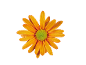 Oranje margriet met groen hart op zwarte achtergrond.