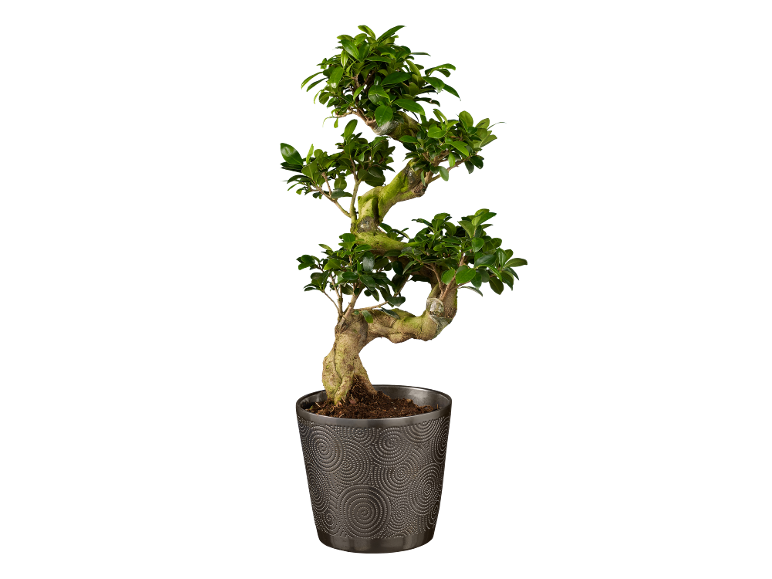 Bonsaiboom in een grijze pot met spiraalpatroon.