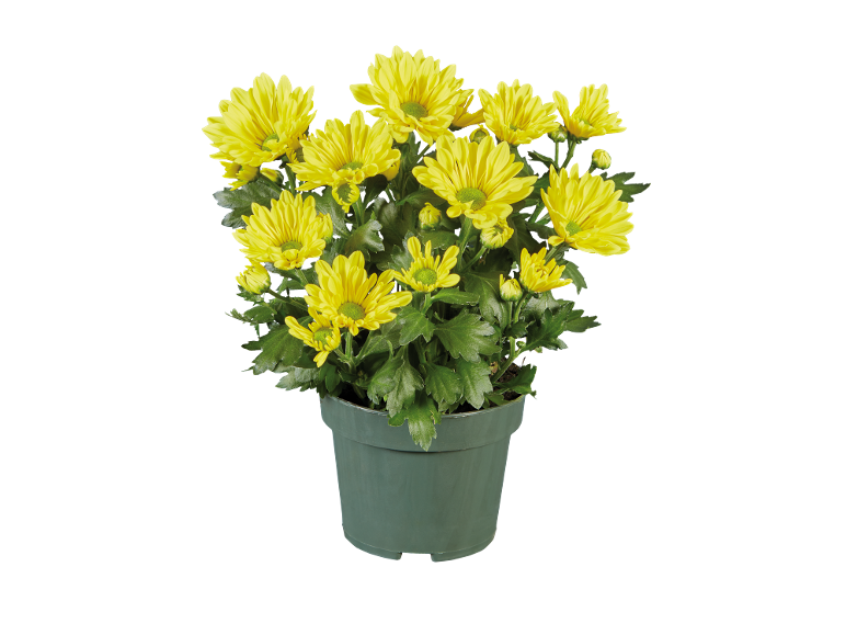 Gele chrysanten in groene pot
