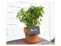 Muntplant in terracotta pot met leisteen label.