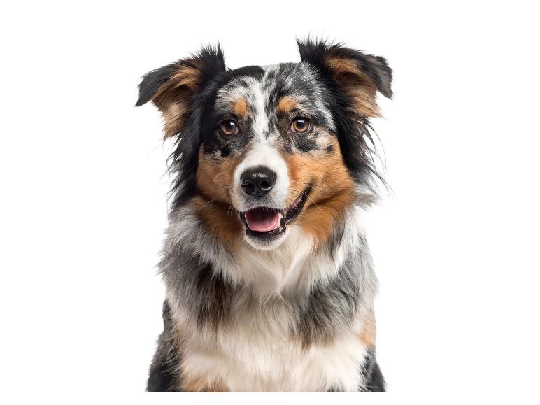 Portret van een hond: een schattige Australian Shepherd met merle vacht.
