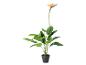 Kunst Strelitzia plant in zwarte pot