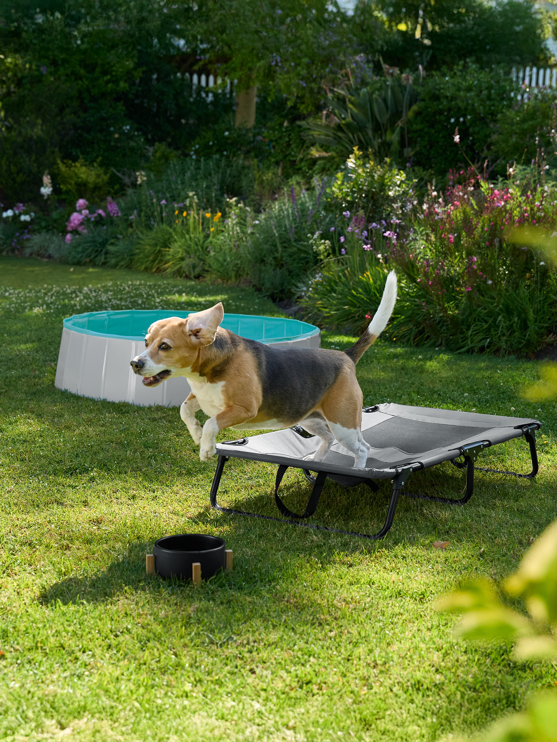 Een beagle springt op een verhoogd hondenbed met een hondenbadje op de achtergrond in een tuin.