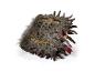 The Noble Collection Het Monsterlijke Monsterboek grote pluche knuffel