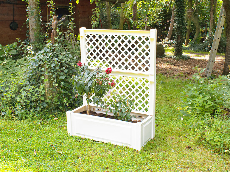 Een wit plantenbak met een trellis erachter in de tuin.