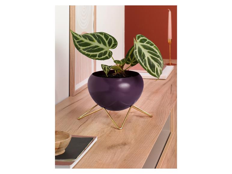 Een donkerpaarse pot met een groene plant op een gouden standaard.