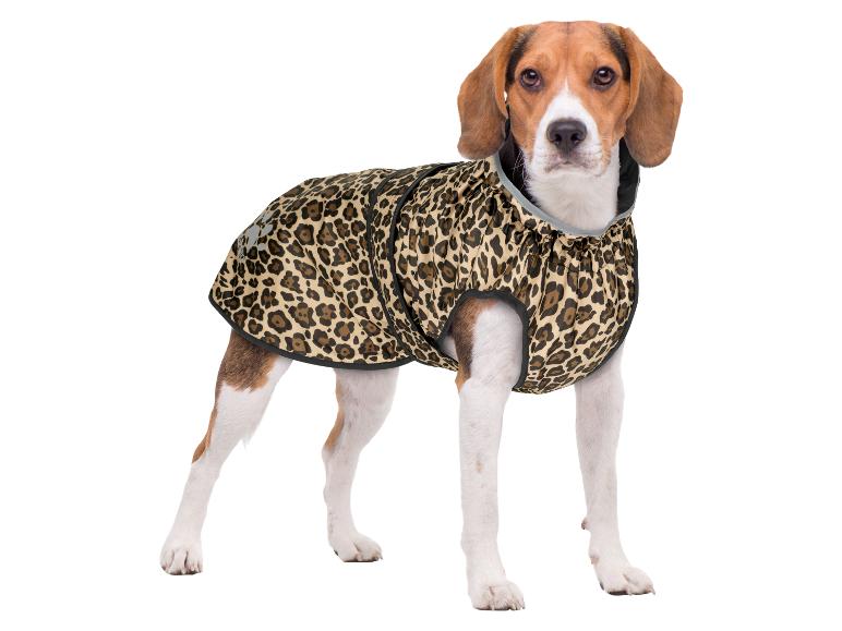 Beagle hond in een luipaardprint jas