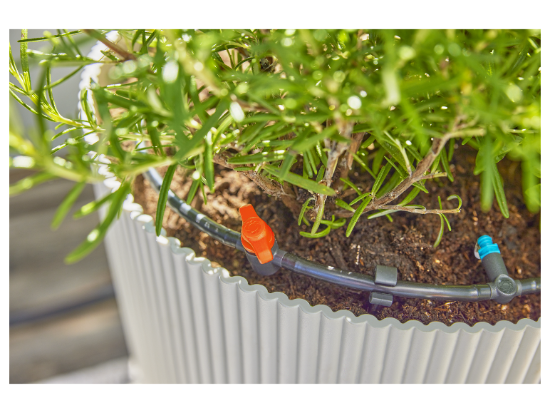 Druppelsysteem voor een rozemarijnplant in een pot.