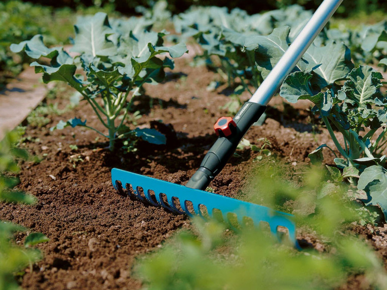Een blauwe Gardena hark in een moestuin met broccoli.