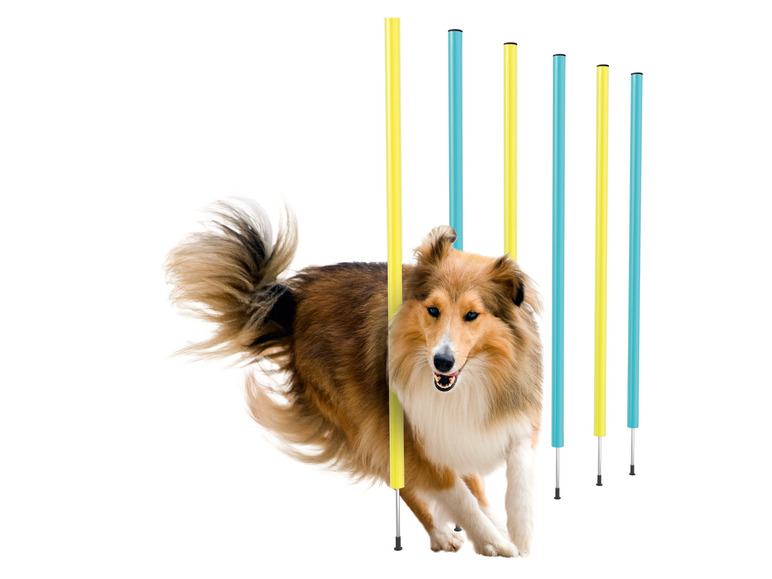 Ga naar volledige schermweergave: zoofari® Honden agility set - afbeelding 7