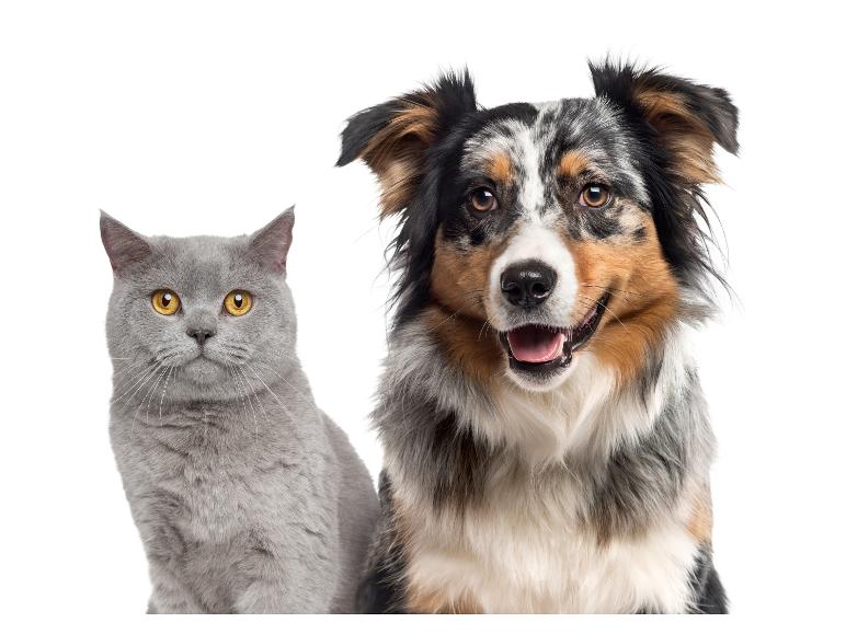 Een grijze kat en een lachende Australische herder naast elkaar
