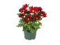 Rode chrysanten in groene pot