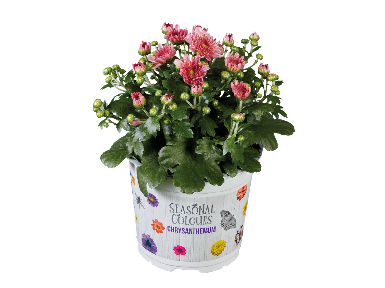 Roze chrysant in een witte pot met bloemen- en vlinderdecoraties.