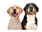Twee honden, een beige labrador en een Berner Sennenhond, glimlachen naar de camera.