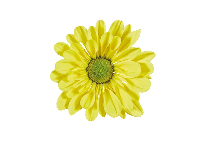 Gele margriet met groen hart op zwarte achtergrond.