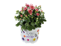 Roze chrysant in een witte pot met bloemen- en vlinderdecoraties.