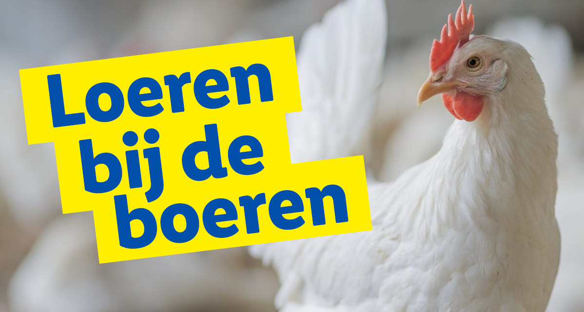 Kippen op een boerderij.
