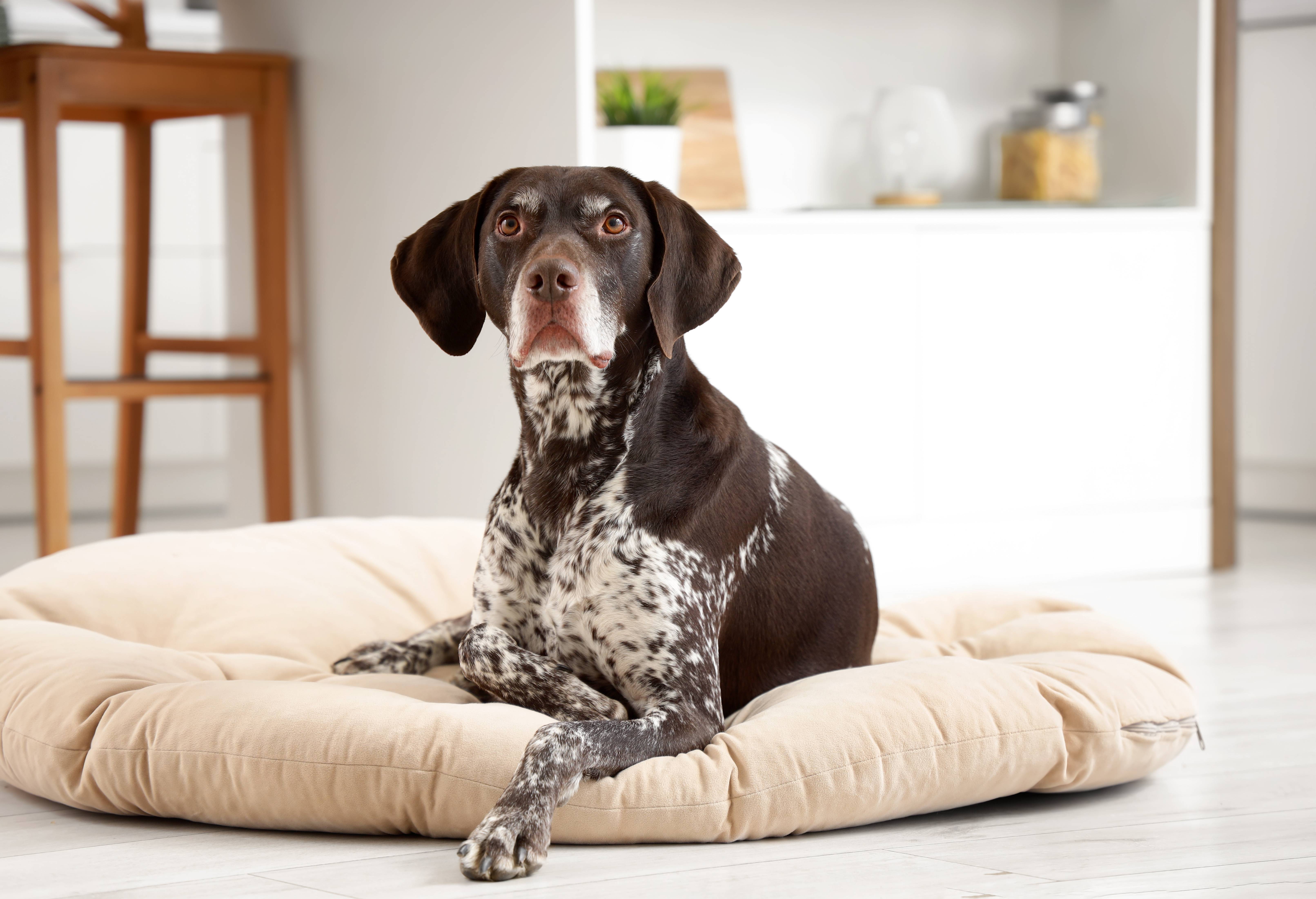 Bruine hond met vlekken ligt op een beige hondenmand in een lichte ruimte.