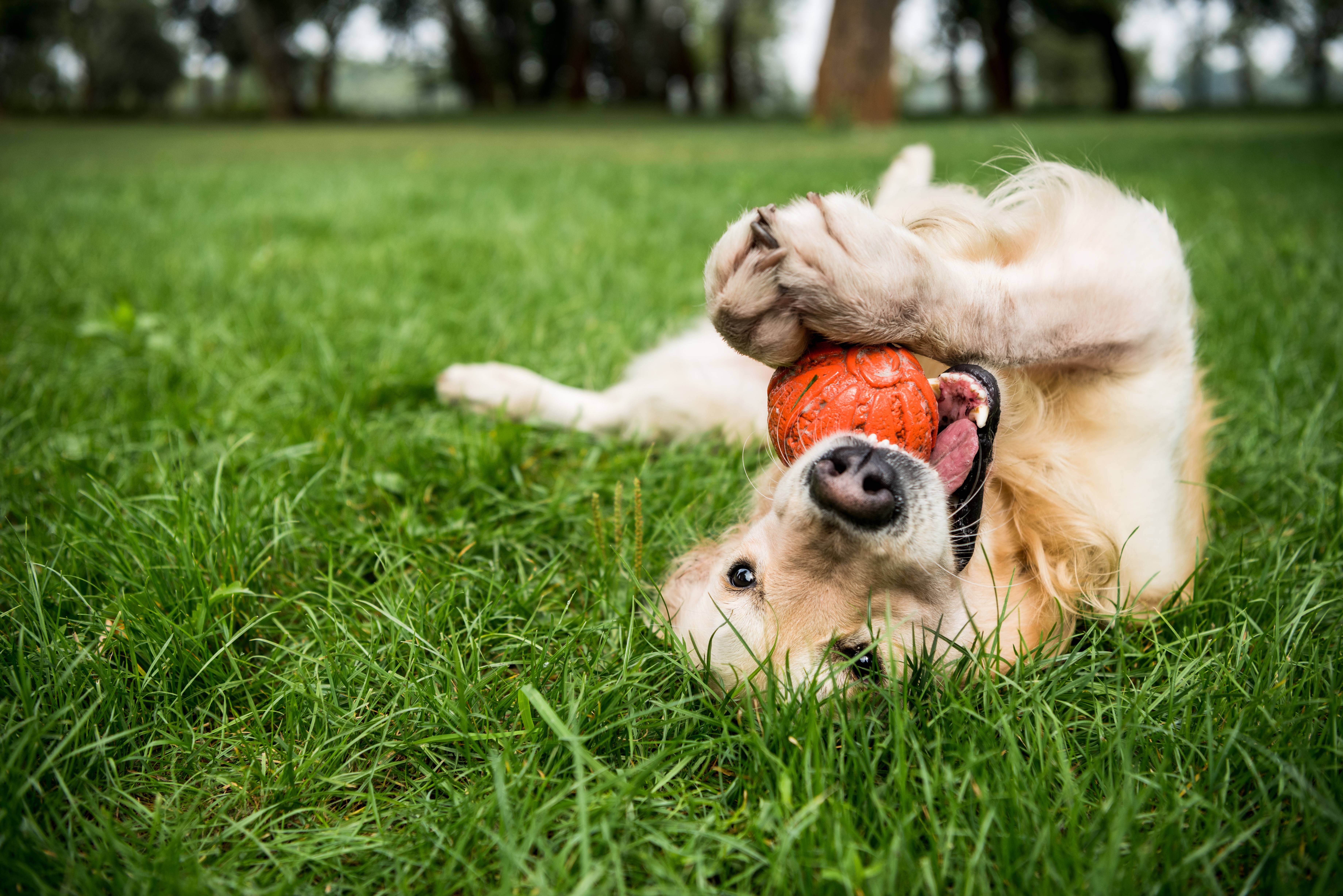 Golden retriever ligt op zijn rug in het gras, spelend met een oranje bal.