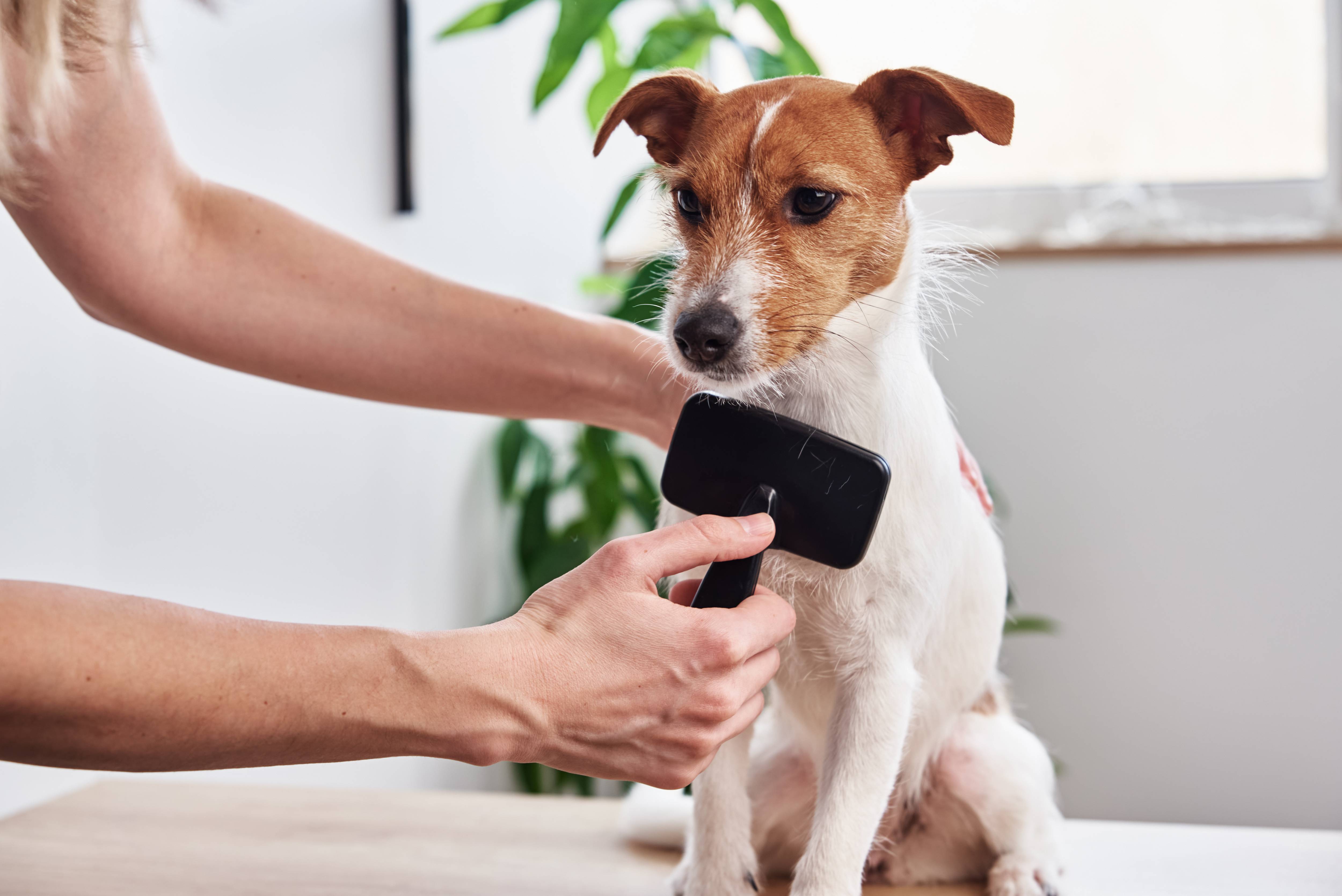 Vrouw borstelt hond op tafel, met plant en raam op de achtergrond.