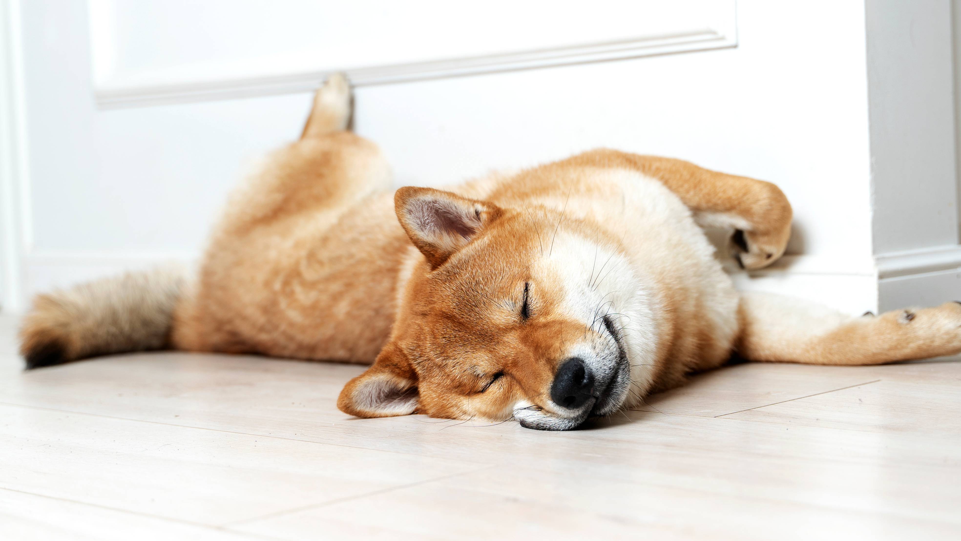 Slapende Shiba Inu hond liggend op de vloer bij de muur.