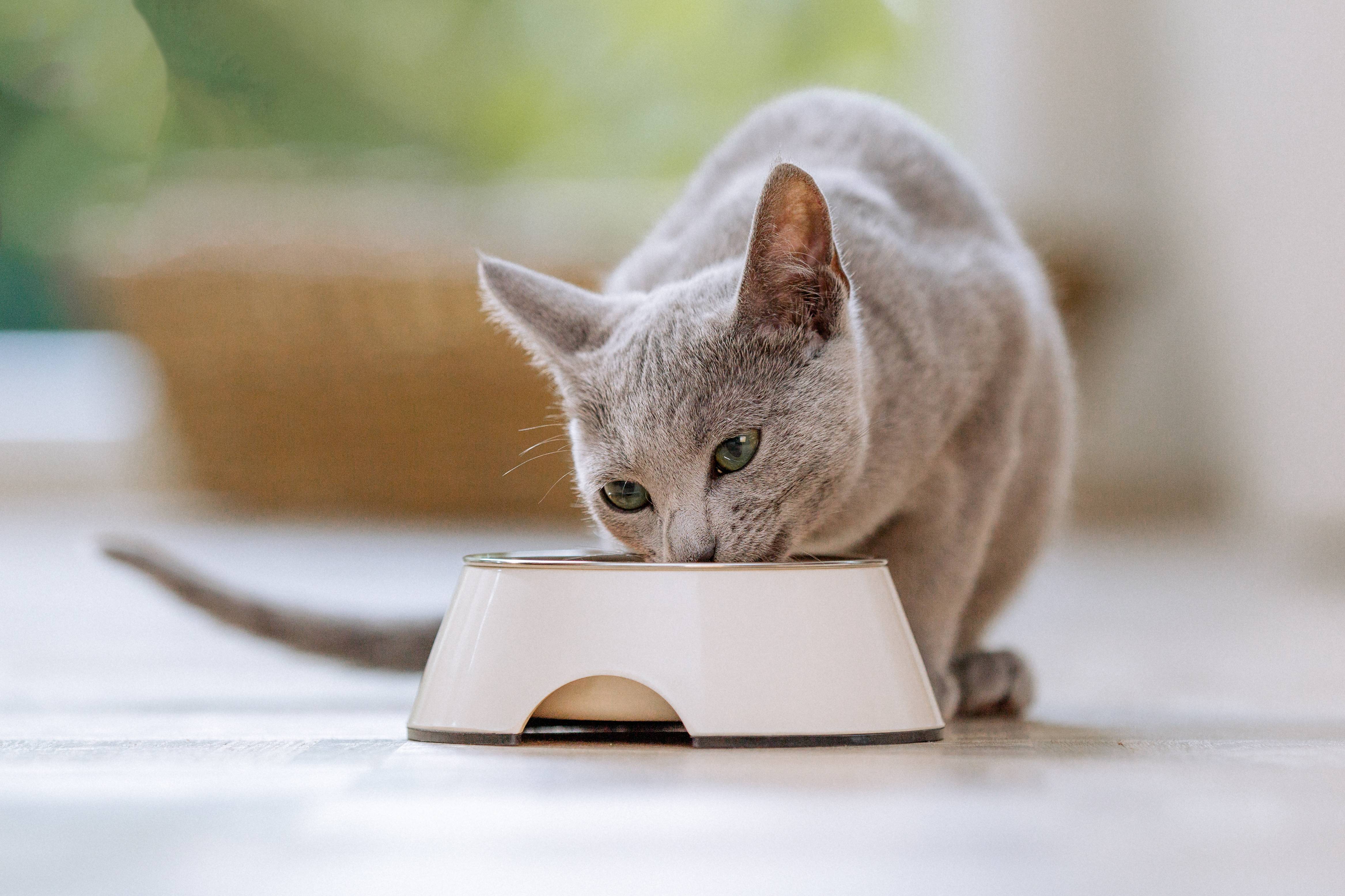 Grijze kat eet uit een witte voerbak op een lichte vloer.