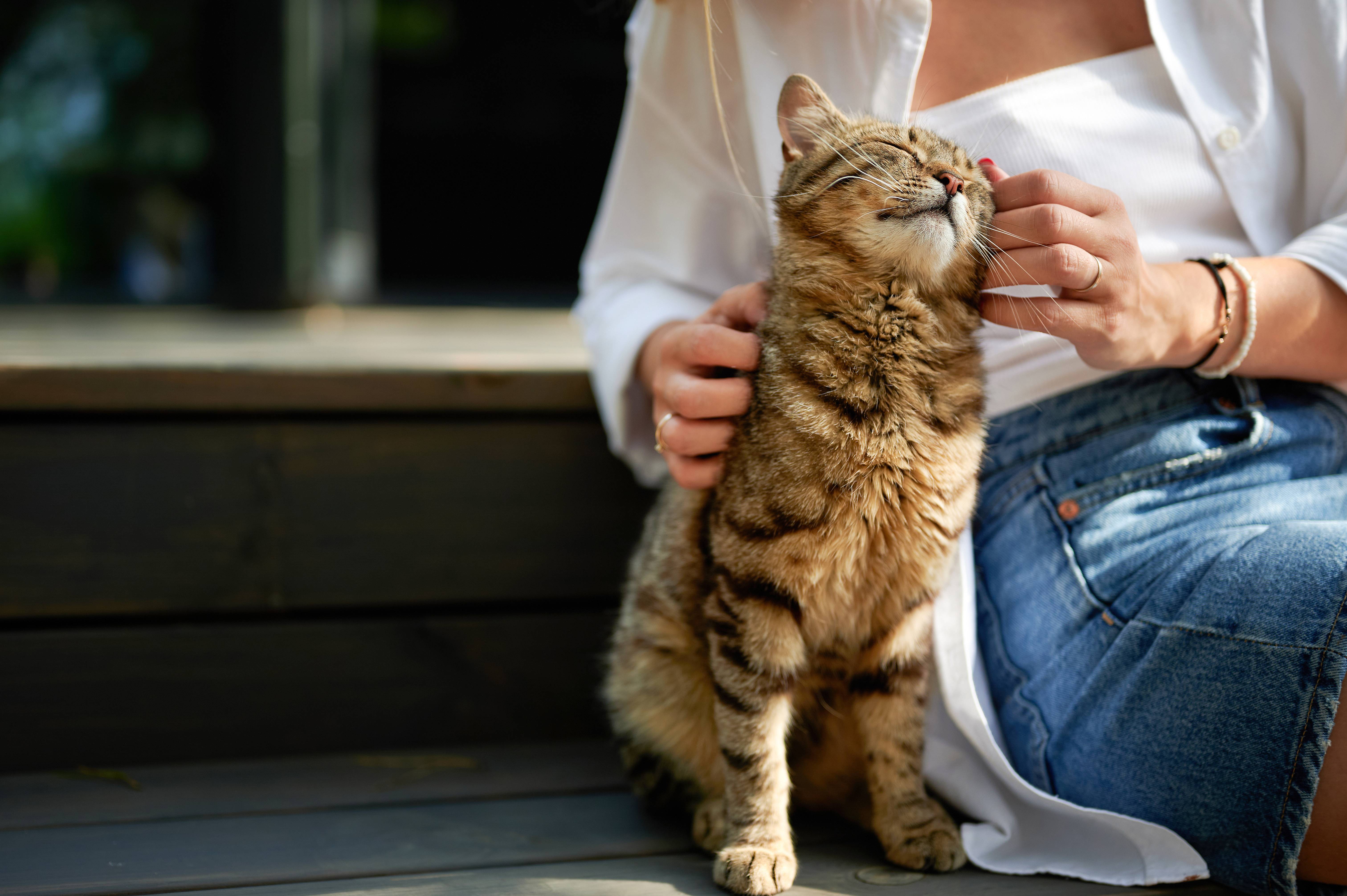 Vrouw aait een gestreepte kat die tevreden haar ogen sluit.