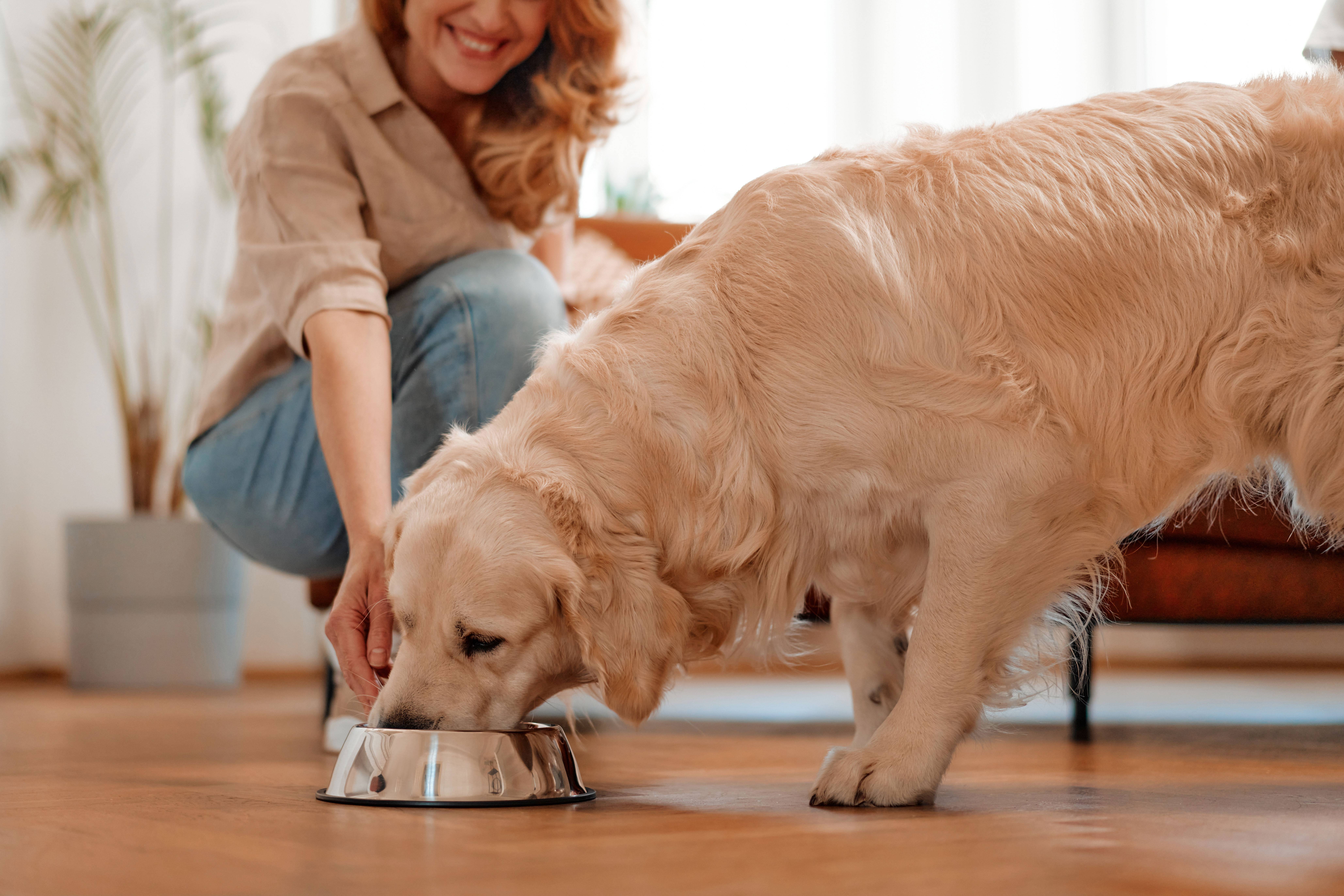Vrouw voedt hond uit een kom op de vloer.