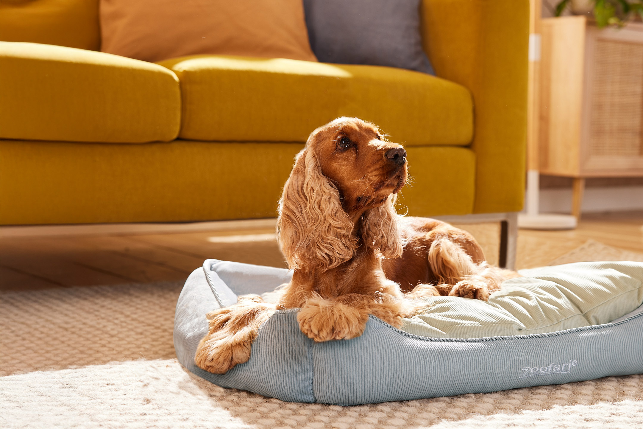 Een cocker spaniel ligt in een lichtblauwe hondenmand voor een gele bank.