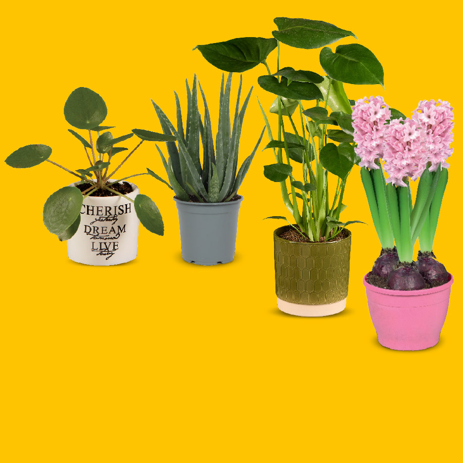 Vier kamerplanten: een pannenkoekenplant, aloë vera, een groene bladplant en roze hyacinten.