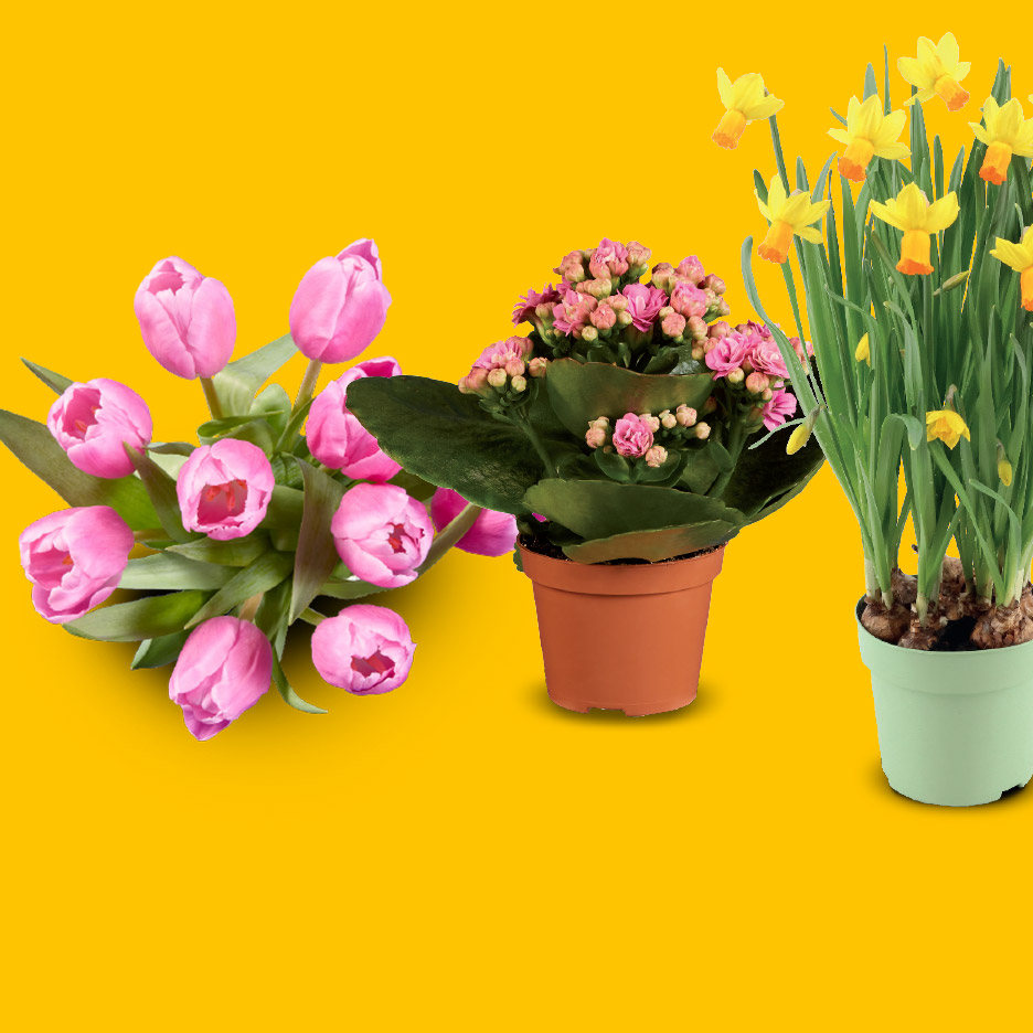 Roze tulpen, een roze Kalanchoë en gele narcissen in potten op een gele achtergrond.
