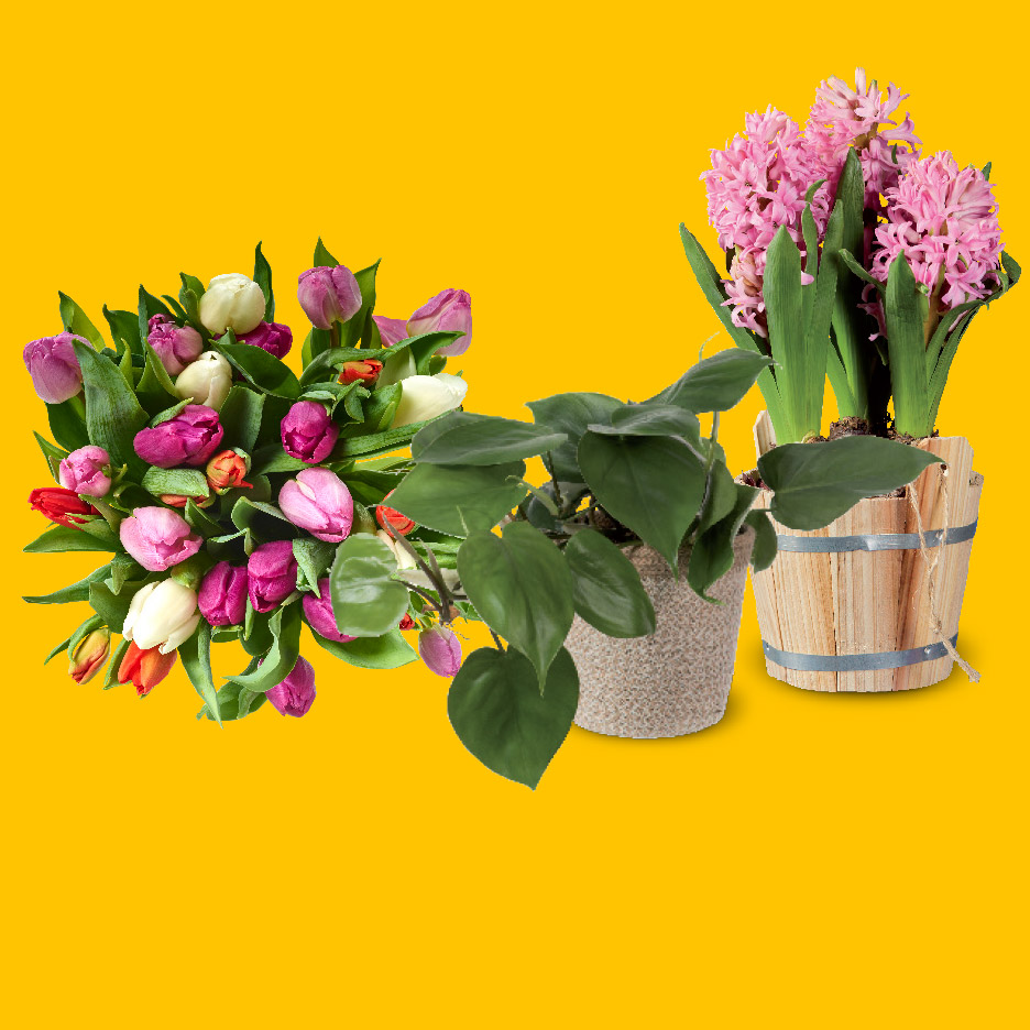 Boeket tulpen, een groene kamerplant en roze hyacinten in potten.