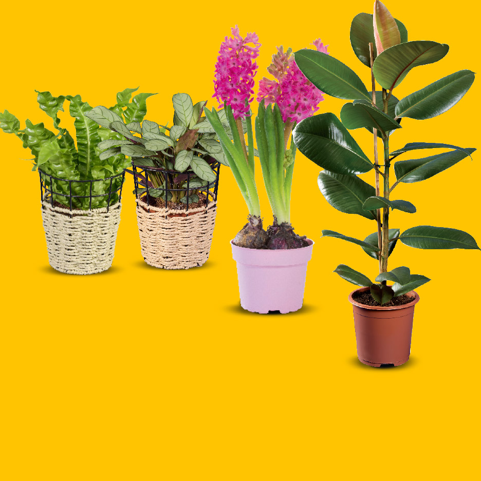 Vier verschillende kamerplanten, waaronder een rubberplant, hyacinten en varens, op een gele achtergrond.
