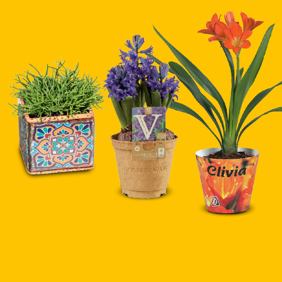 Drie potplanten: een groene plant in een mozaïekpot, paarse hyacinten en een oranje Clivia.