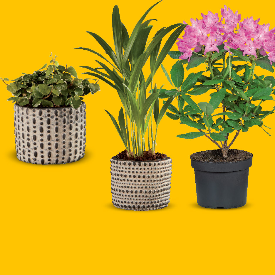 Drie potplanten: een klimop, een palm en een bloeiende rododendron.