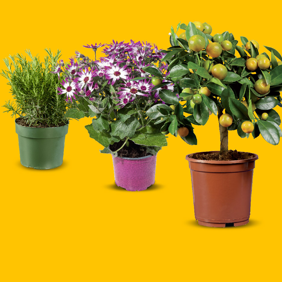 Drie potplanten: rozemarijn, paarse bloemen en een citrusboom met vruchten.