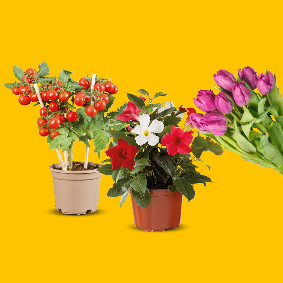 Tomatenplant, bloeiende plant met rode en witte bloemen, en een bos paarse tulpen.