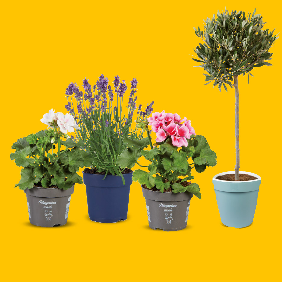 Een olijfboom, lavendel en twee geraniums in potten op een gele achtergrond.